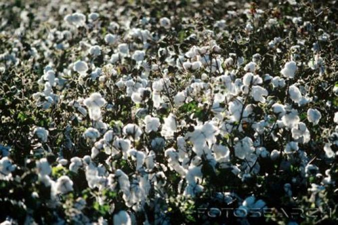 Plus de 760.000 tonnes de coton produites 2021-2022 : Le Mali retrouve sa place de leader africain