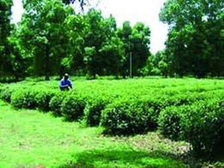Sikasso : les champs et l'usine de thé abandonnés à leur sort